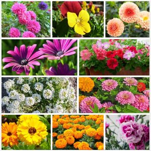 Set of 10 Winter Season Flowers Seed kit