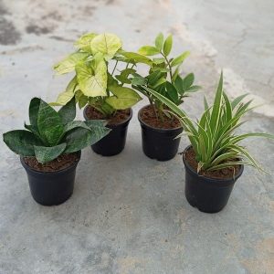 Set of 4 Evergreen Air Purifier Plant Pack