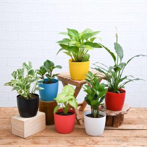 Set of 6 Plants for Healthy and Refreshing Day