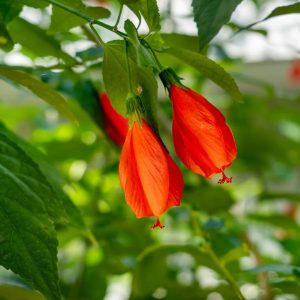 Sleeping Hibiscus Red (Malvaviscus) Flowering Live Plant