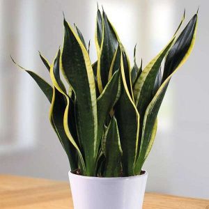 Snake Plant, Sansevieria trifasciata Black Gold - Succulent Plant