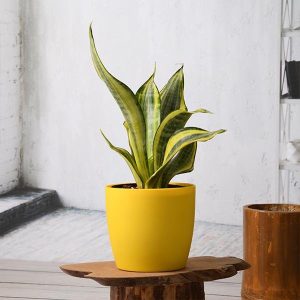 Snake Plant, Sansevieria trifasciata Golden Hahnii - Succulent Plant