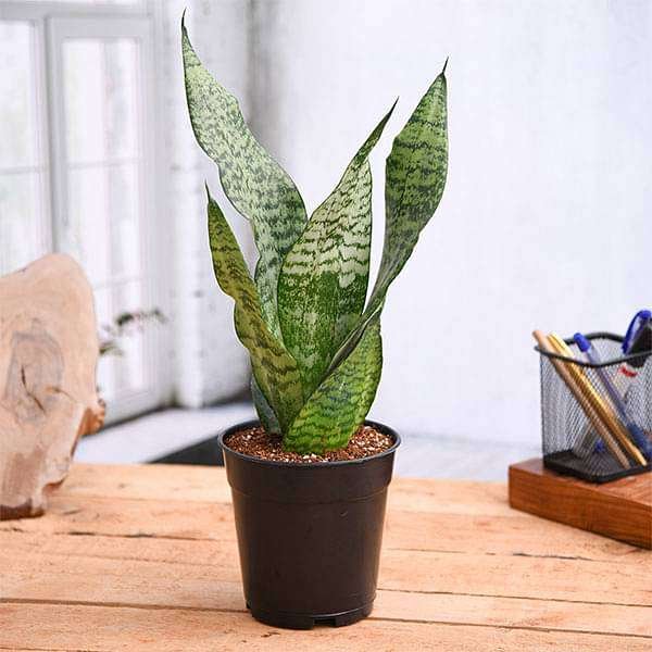 Snake Plant, Sansevieria trifasciata, Sansevieria zeylanica - Plant