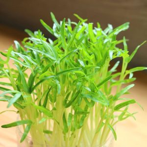 Spinach Microgreen Seeds (25g)