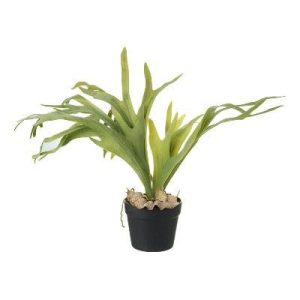 Staghorn Fern Plant