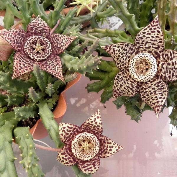 Starfish, Stapelia variegata - Succulent Plant