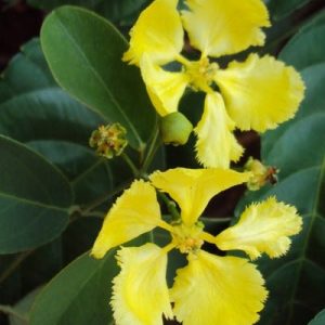 Stigmaphyllon Ciliatum Plant