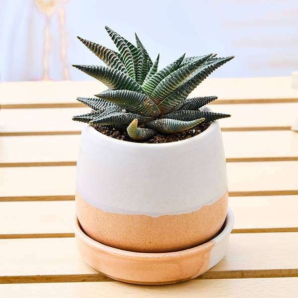 Sturdy Haworthia in Ceramic Pot for Joyful Moments
