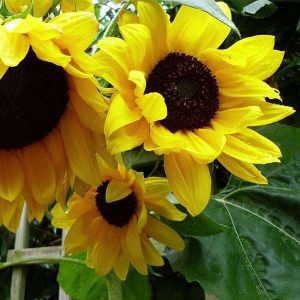 Sunflower Large Bloom - Flower Seeds