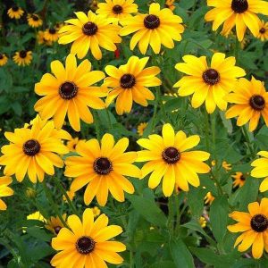 Sunflower Miniature - Desi Flower Seeds