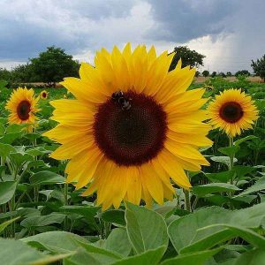 Sunflower Russian Gaint - Desi Flower Seeds