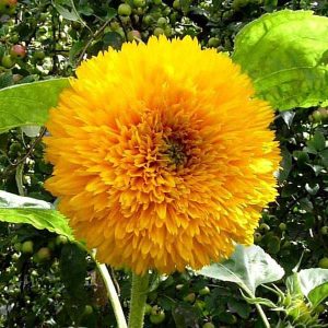 Sunflower Sungold - Desi Flower Seeds