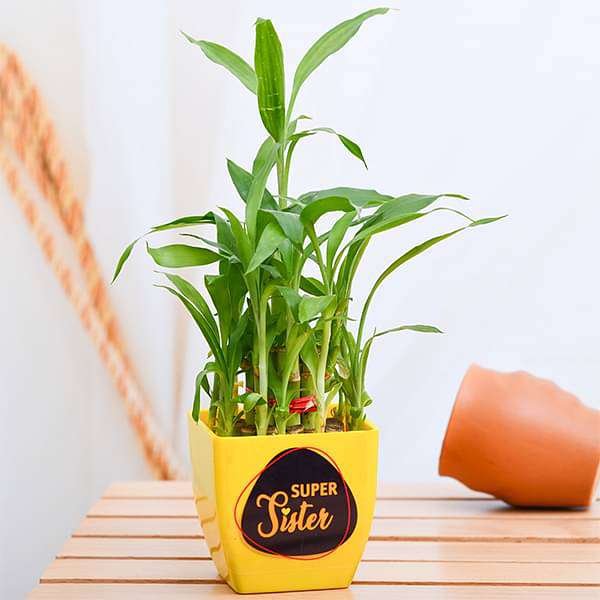 Super 2 Layer Lucky Bamboo for Super Sister
