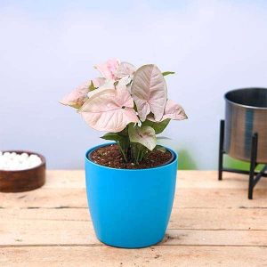 Syngonium (Pink) - Plant