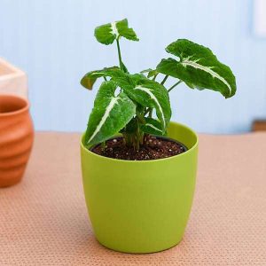 Syngonium wendlandi - Plant