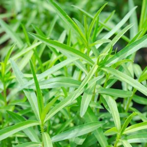 Tarragon Seeds (500 Seeds)