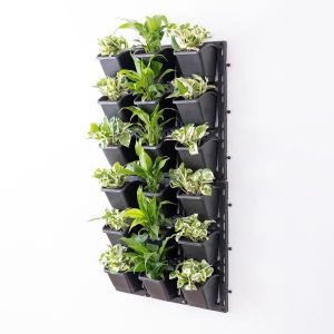 Textured Indoor Green Wall with Best Foliage Plants