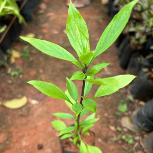 Thai Sweet Basil Medicinal Live Plant