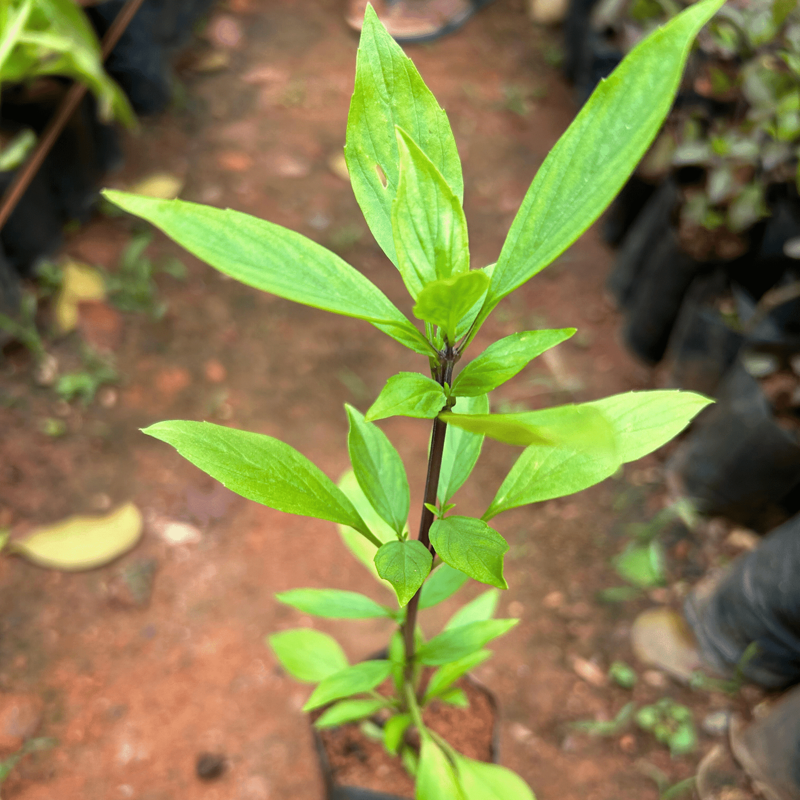 Thai Sweet Basil Medicinal Live Plant