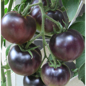 TOMATO BLACK PURPLE HYBRID SEEDS (12 seeds)