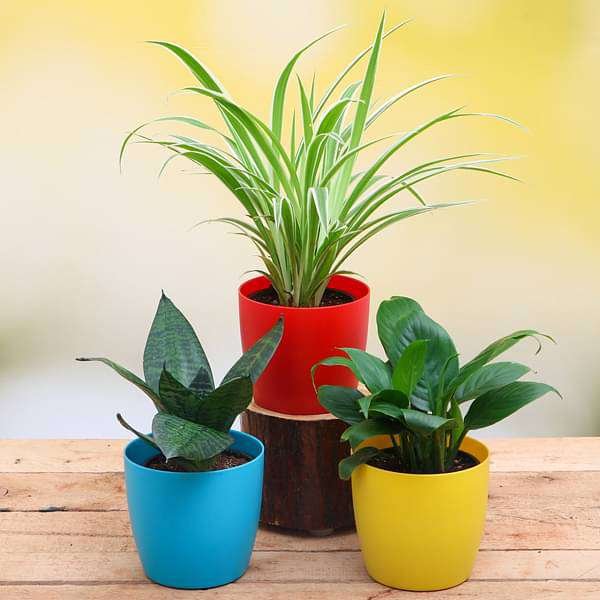 Top 3 Air Purifier Plants Pack