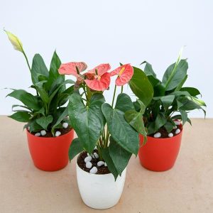 Top 3 Flowering Indoor Plants to Purify Air