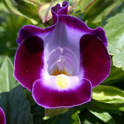 Torenia Purple Plant