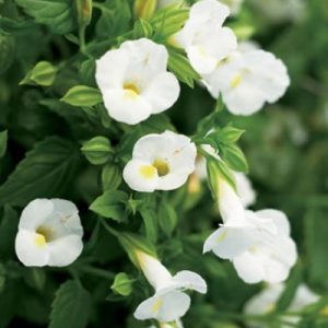 Torenia White Plant