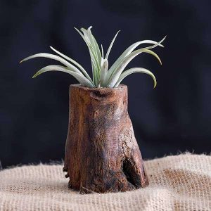 Tree of Life - Air Plant