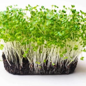 Turnip Microgreen Seeds (25g)