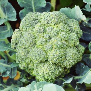 Untreated Broccoli Seeds For Organic Gardening - 150 Seeds (ब्रॉकली के बीज)