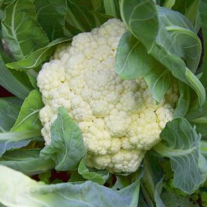 Untreated Cauliflower Seeds For Organic Gardening (200 Seeds) (Phool Gobhi/ फूल गोभी के बीज)