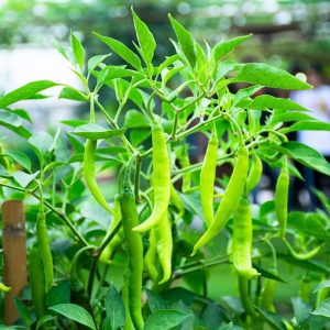 Untreated Chilli Seeds For Organic Gardening - 50 Seeds (Mirch/ मिर्च के बीज)