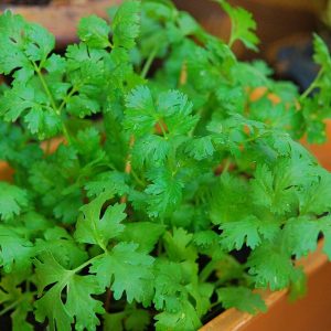 Untreated Coriander (Dhaniya) Seeds For Organic Gardening (धनिया के बीज)