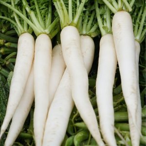 Untreated Radish White Long Seeds For Organic Gardening - 250 Seeds (Mooli/ मूली के बीज)