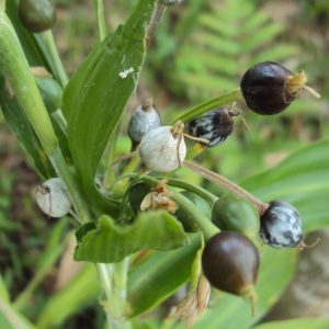 Vaijanti Plant - Vaijayanti, Baijayanti, Vaijanti Mala Plant