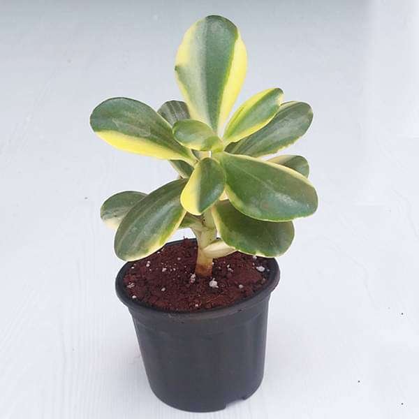 Variegated Jade Plant, Crassula ovata - Succulent Plant