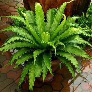 Victoria Bird Nest Fern, Asplenium Victoria - Plant