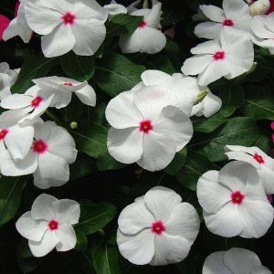 Vinca F1 Nana Little Bright Eyes - Flower Seeds