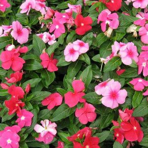 Vinca Mixed Color, Periwinkle Mixed Color - Desi Flower Seeds