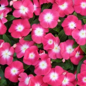 Vinca Pink Plant - Sadafuli