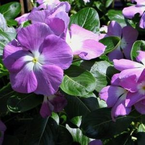 Vinca Purple