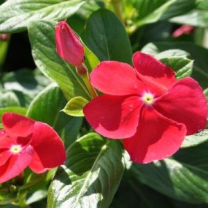 Vinca Red Plant