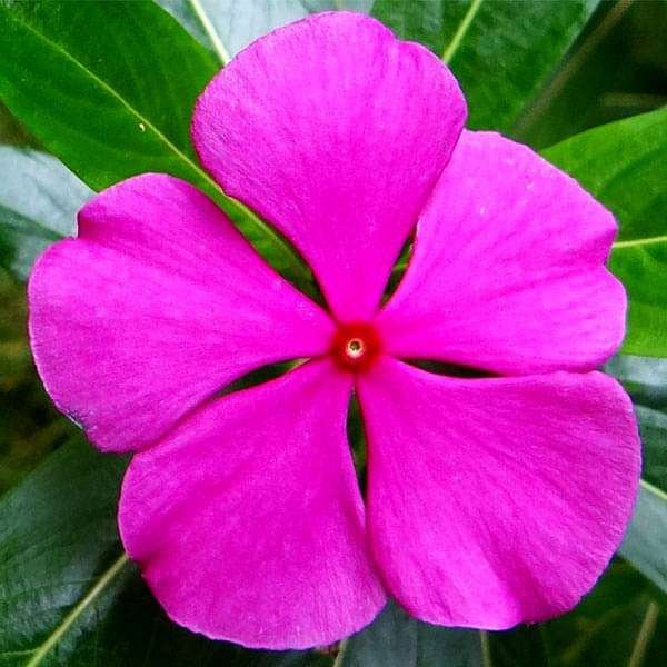 Vinca Rosea Pink - Desi Flower Seeds