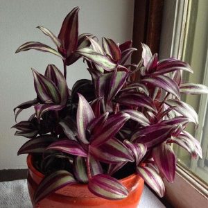 Wandering Jew, Zebrina Pendula - Plant
