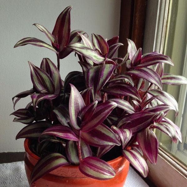 Wandering Jew, Zebrina Pendula - Plant