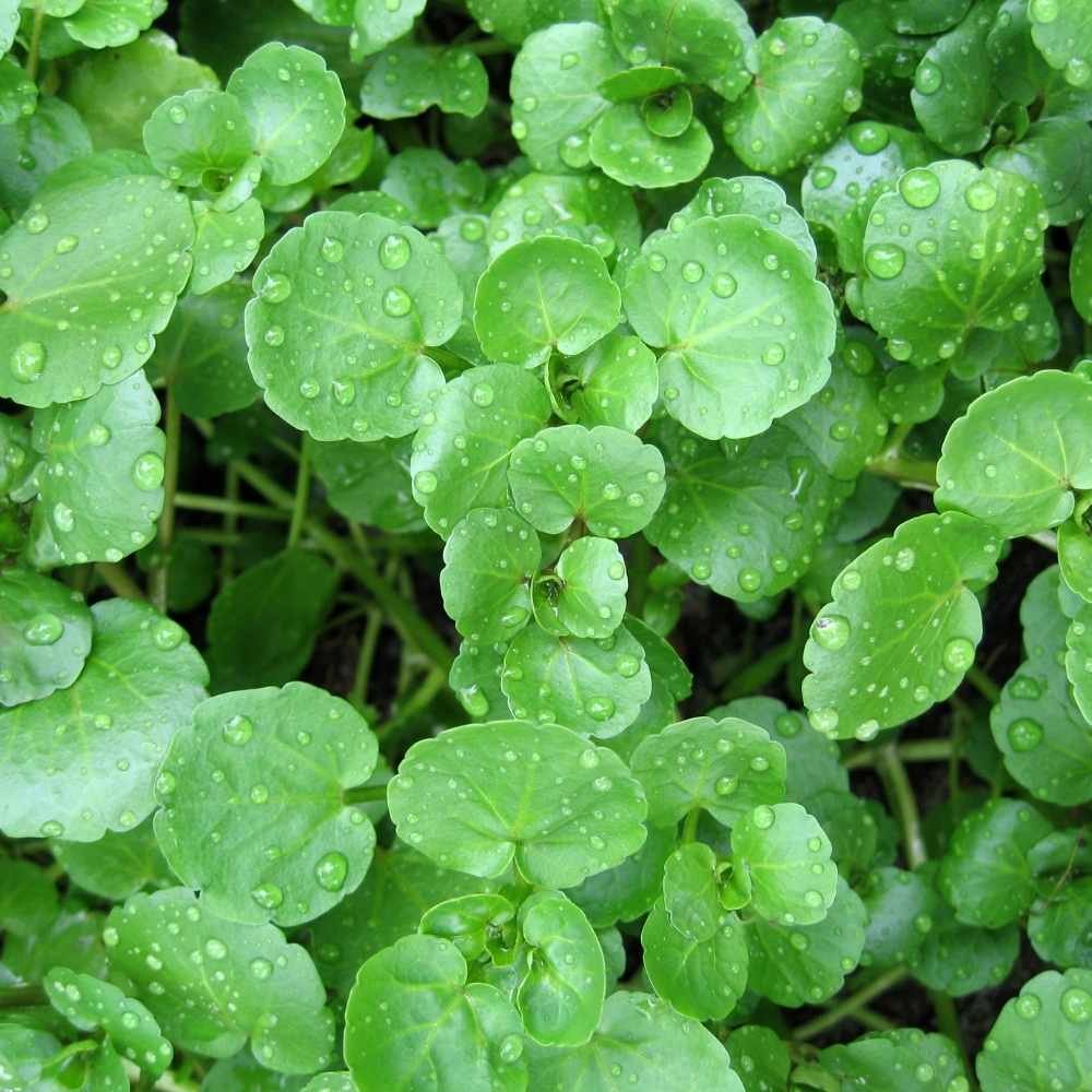 Water Cress Seeds (500 Seeds)