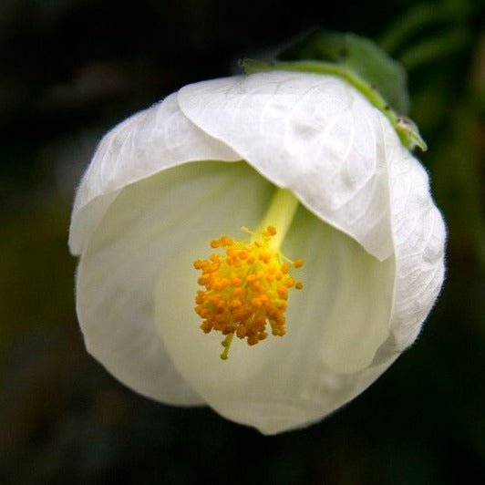 White Lantern Hibiscus Flowering Live Plant