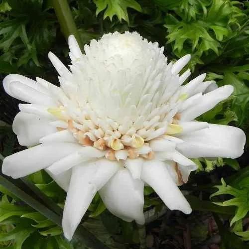 White Torch Ginger Flowering Live Plant