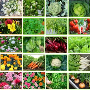 Winter Vegetable and Flower Mixed Seeds Kit For Home Gardening